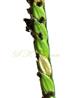  Spikelets with lower lemmas visible